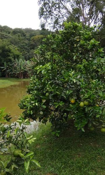 Rural à venda com 150m² de terreno no Amparo, Nova Friburgo (RJ) — foto 18 de 30